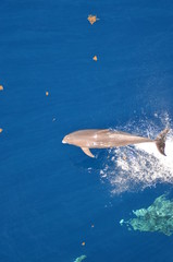 Bottle-nose Dolphin, Tursiops truncatus,  jumping out of the water, Atlantic ocean 