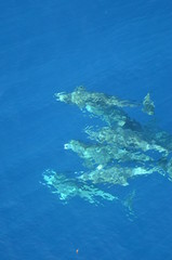 Bottle-nose dolphins swimming in the ocean. 