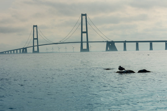 Storebaelt bridge with a duck in the foreground from the Granskoven Strand in Denmark