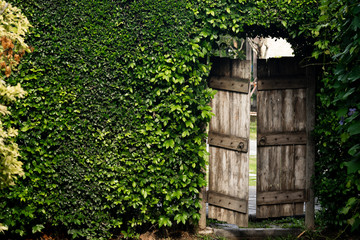 fresh green leaves background with old wooden door