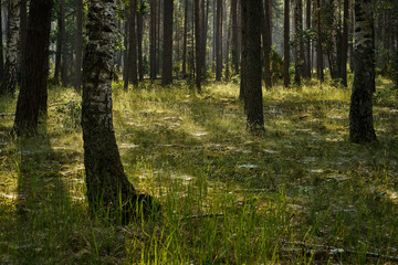 Green landscape of beautiful summer  forest at sunrise