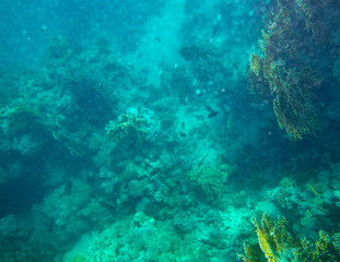 Naklejka na ściany i meble sea fish near coral, underwater