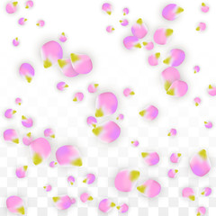 Fototapeta na wymiar Vector Realistic Pink Petals Falling on Transparent Background. Spring Romantic Flowers Illustration. Flying Petals. Sakura Spa Design. Blossom Confetti.