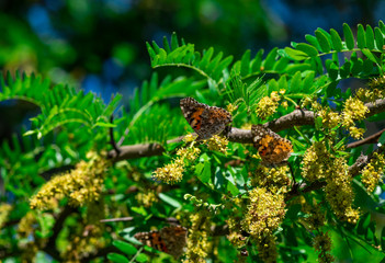 Vanessa cardui butterfly color summer flowers nature