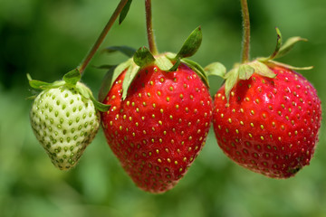 Nahaufnahme roter frischer Erdbeeren vor grünem Hintergrund