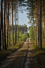Green landscape of beautiful road in summer forest at sunrise