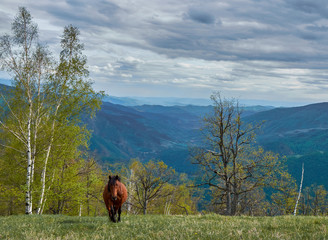 Brown mare on the mountain Stolovi in central Serbia. She finished eating green grass and walk to me. Horses get used to people. On difficult winter days, a group of enthusiasts feeds them