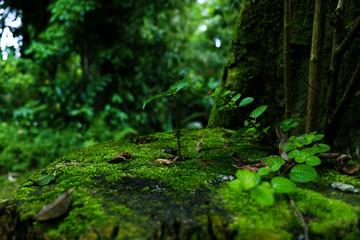 Green Life