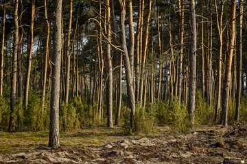 Green landscape of beautiful summer  forest at sunrise