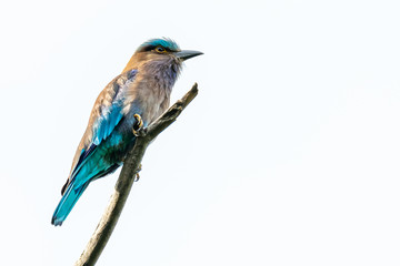 Colorful Indian Roller perching on a perch isolated on white background