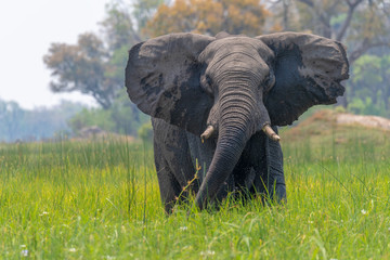 ein Elefant stellt warnend die Ohren, Okavango Delta, Botswana