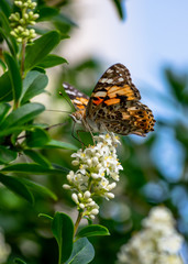 Butterfly in my garden doing his job properly