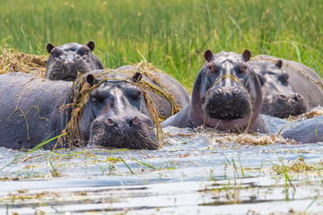 Hippos sind aufgetaucht und sehen aus wie ein Freakshow, Okavango Delta, Botswana