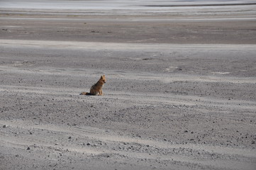 Lonely wild fox in desert around Salar de Uyuni in Bolivia.