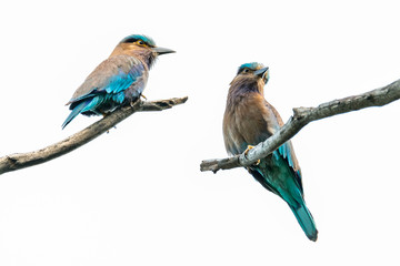 Two colorful Indian Roller perching on perches isolated on white background