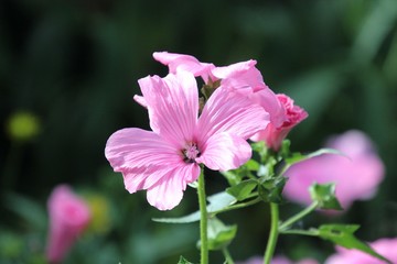 Obraz premium Malva - herbaceous plant