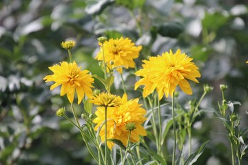 Chrysanthemum is a genus of annual and perennial herbaceous plants of the Astrovye family