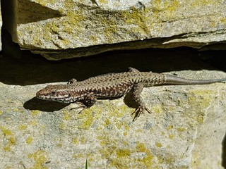 Lizard on a rock