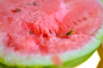 Wasp eats a red watermelon in nature