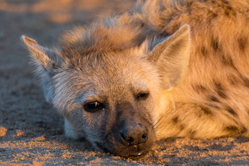 Close-up of the face of spotted hyena cub. Sunrise