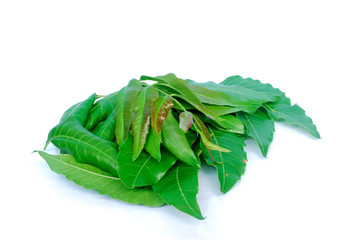Neem leaves are used in agriculture to help eliminate insects.(with Clipping Path).