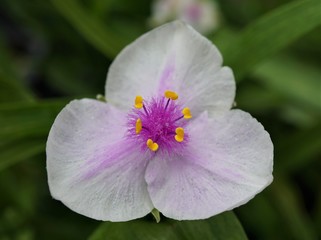 Tradescantia Temptation