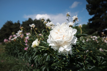 blooming peonies in the garden
