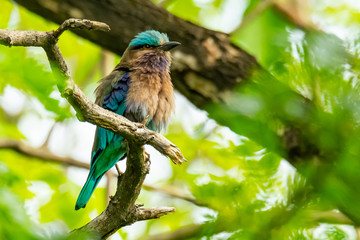 Colorful Indian Roller perching on a perch, puffing up its plumage