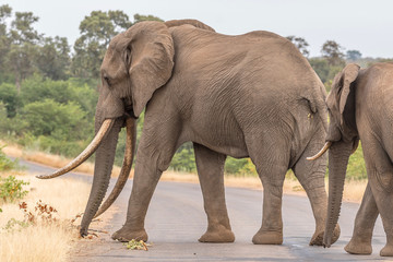 Fototapeta na wymiar African elephant with large tusks crossing a road