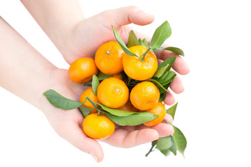 Healthy food concept. Mandarines tangerines with leaves in female hands isolated on white background