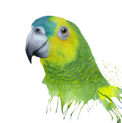 Watercolor with  green amazon parrot