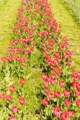 Beautiful colorful tulips in the garden. Netherlands.