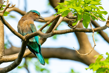 Colorful Indian Roller perching on a perch and turning back its head