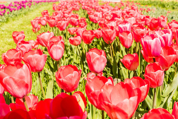 Beautiful colorful tulips in the garden. Netherlands.
