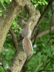 Western gray squirrel (Sciurus griseus) in park in New York City