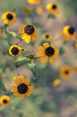 Rudbeckia Hirta L. Toto, Black-Eyed Susan flowers of the Asteraceae family
