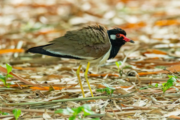 Red-Wattled Lapwing perching on ground under bamboo puffing up its plumage