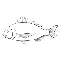 Coloring book for children, dorado