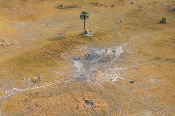 Giraffen stehen auf einer Savannenfläche im Okavango Delta, Luftbild, Botswana