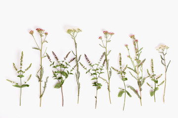 Blooming Achillea millefolium common names: yarrow or common yarrow isolated on white background