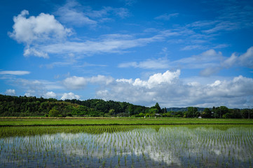 Rice field in Ichikawa City, Chiba, Japan