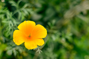 Orange eschscholzia on the meadow closeup with blured background