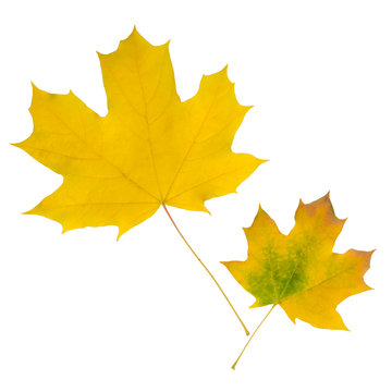 Couple yellow autumn maple leaf isolated on white background