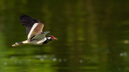 Red-Wattled Lapwing in flight above water surface