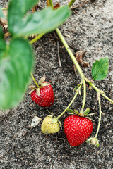 Strawberries ripen on garden. Juicy ripe strawberry.