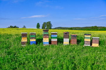 beehives standing in a field with yellow flowers