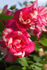 Pink rose flower in a garden, close up
