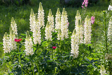 A lot of white lupines field. Rustic garden on the background of a wooden house