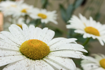 Big chamomiles in a garden, close up