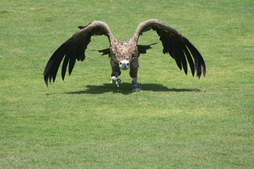 The griffon vulture (Gyps fulvus)  take off from the ground showing its huge wings and walking across the green grass.
